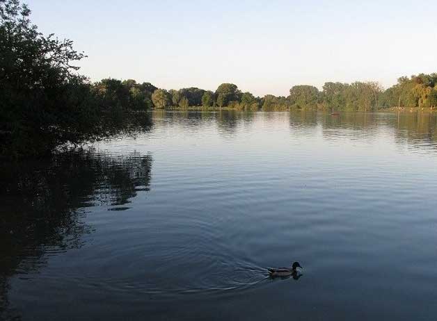 Ente auf dem Feldmochinger See